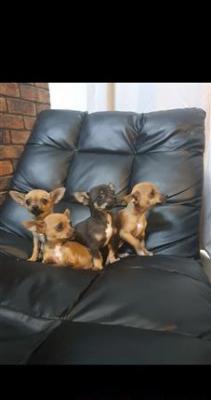 Purebred Chihuahua puppies for sale
